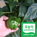 ����� �Ǹ�1kg/���������̻�