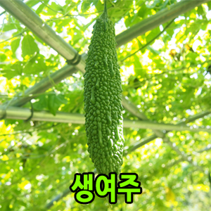 (������������)[���ŷ�]������ ����3kg(��Ÿ���� Ȳ����)(�߼���:7��15������ ù�߼�)(Ÿ��ǰ�����Ұ�)